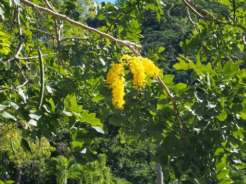jardin de Roseau