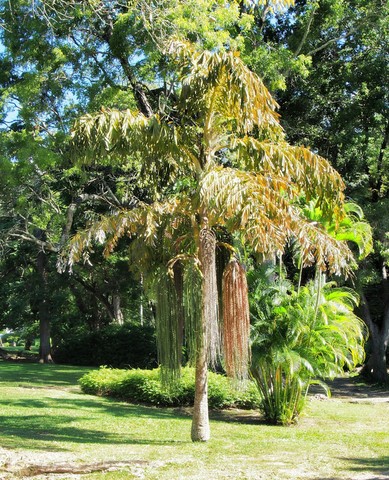 jardin de Roseau