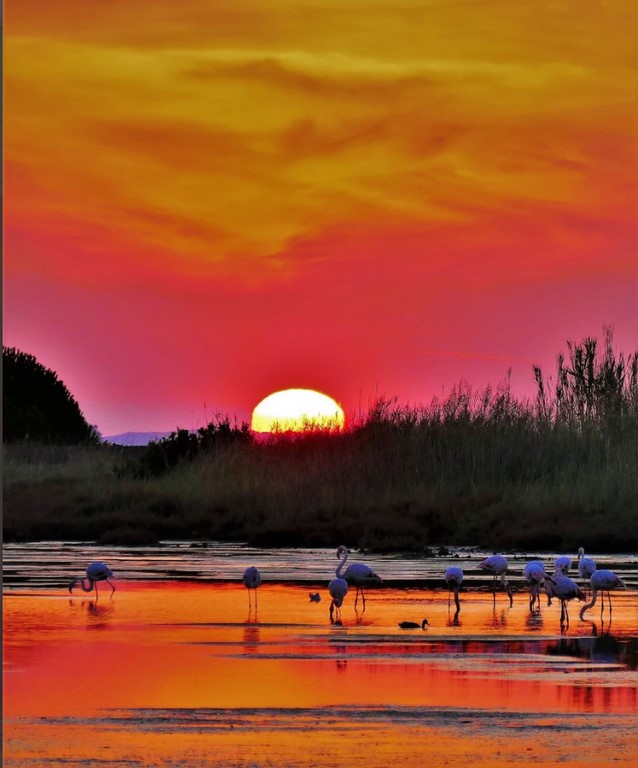 flamands aux salins