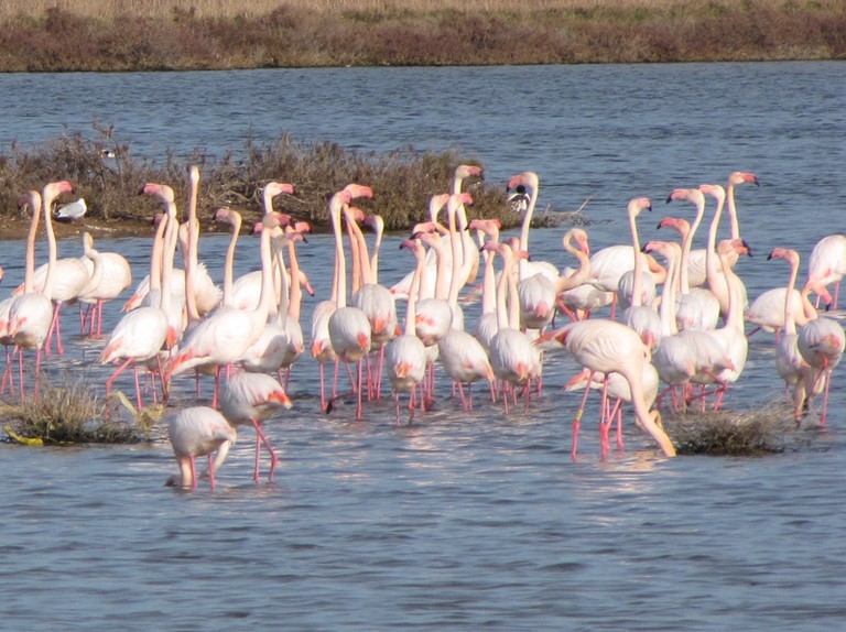 flamants  à Hyeres