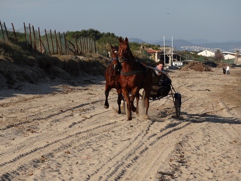 Trotteurs à Hyères