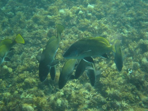 Corbs à Hyères