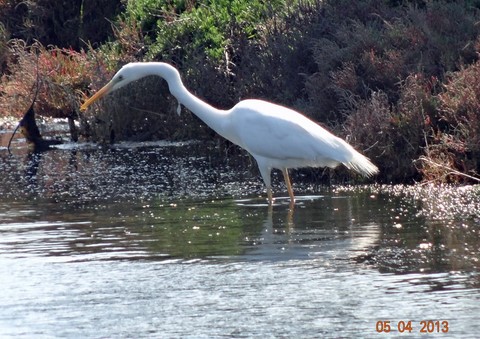 aigrette Hyères