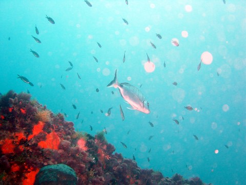 castagnoles aux iles d'Hyères