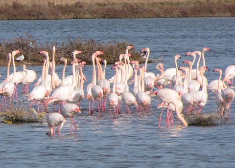 flamants  à Hyeres