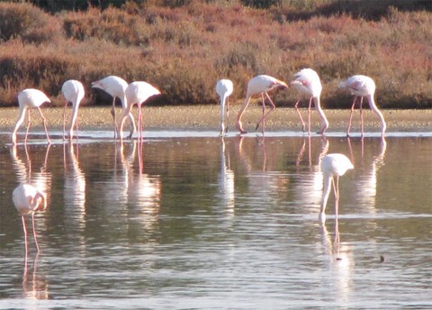 flamants Hyeres