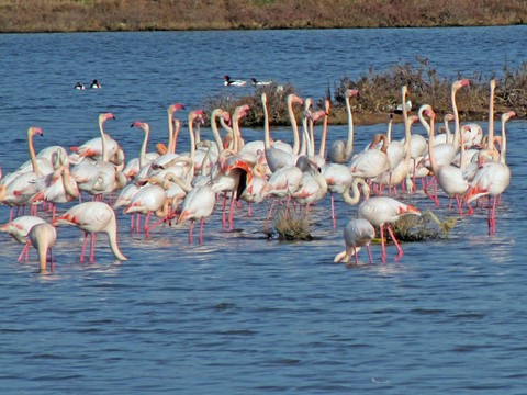 flamants Hyeres