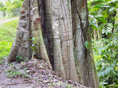 Foret Tobago